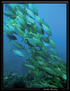 Banc de Saupe aux Iles Medes by André Bruchez 